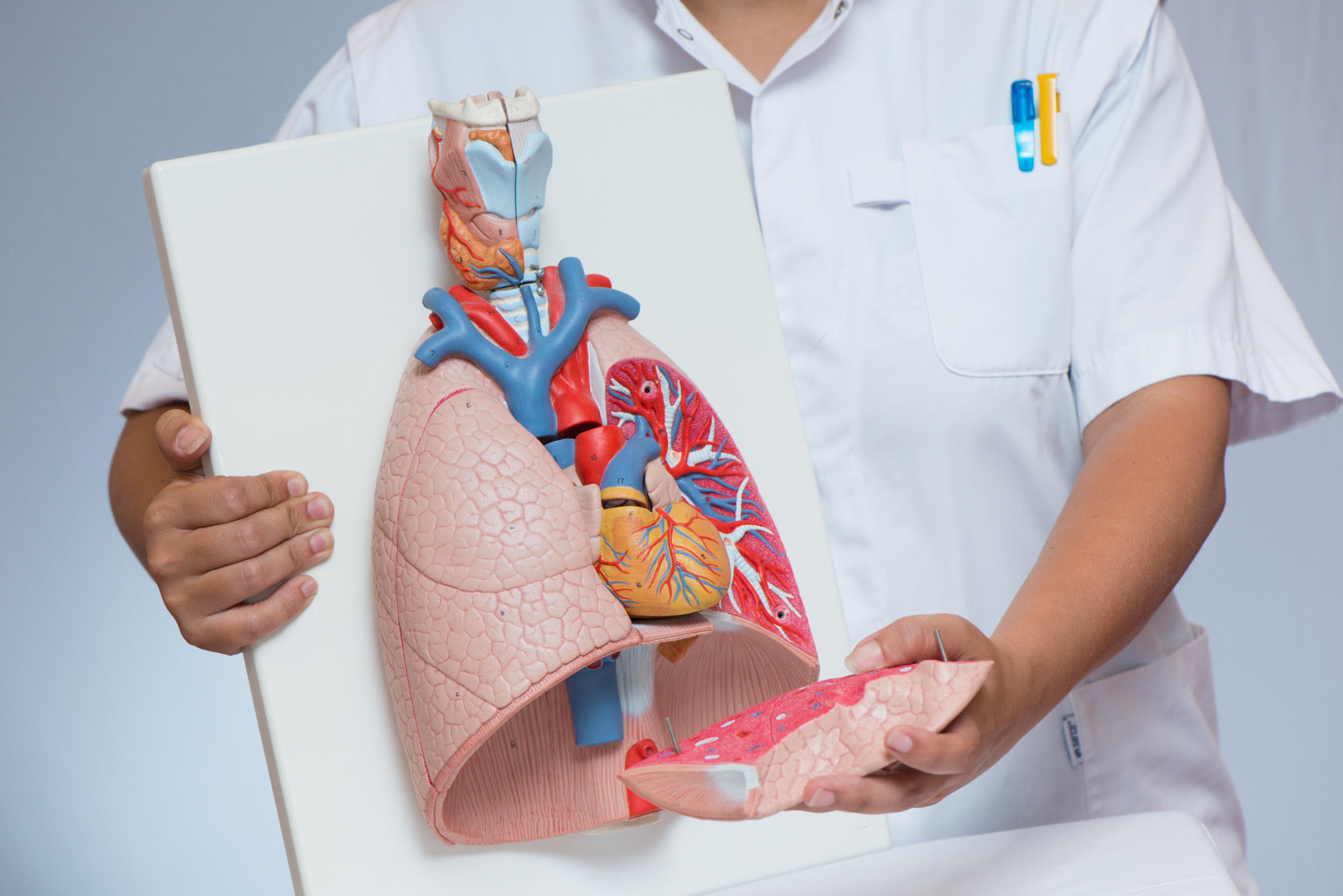 Verpleegkundige toont een medisch model van longen